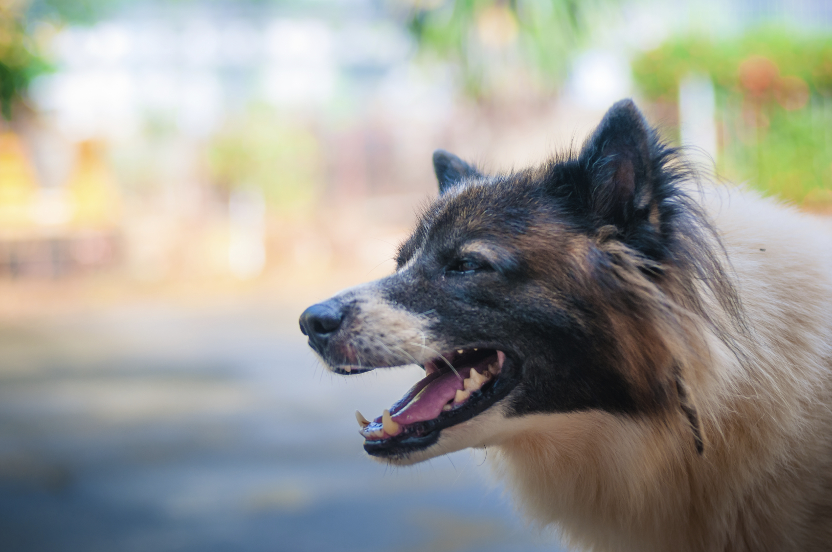 Maryland Senate Passes Strict-Liability Dog Bite Bill